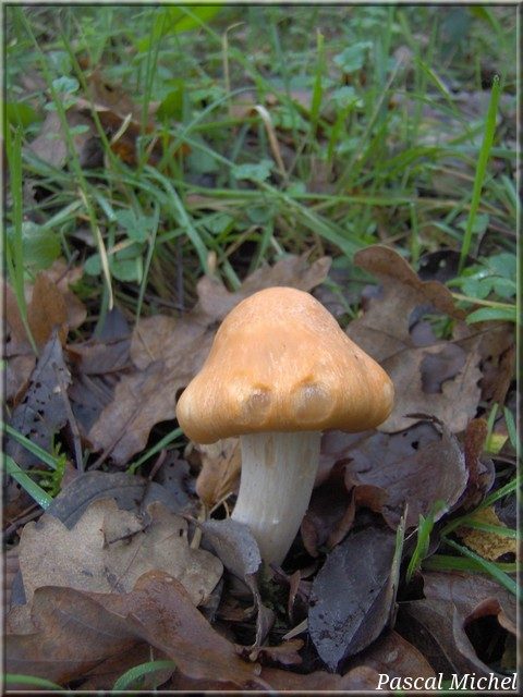 Cuphophyllus pratensis