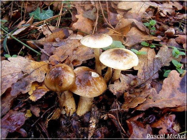 Hygrophore discolore (Hygrophorus persoonii)