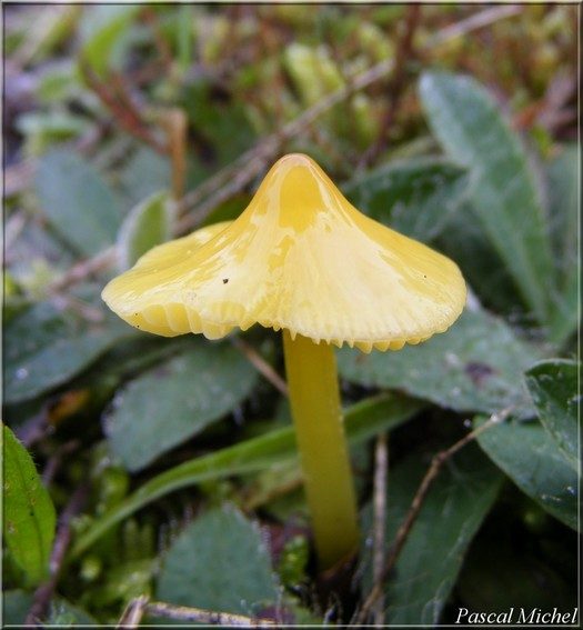 Hygrophore immuable (Hygrocybe persistens)