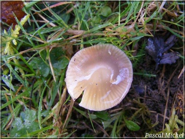 Gliophorus psittacinus, photo 1 sur 2