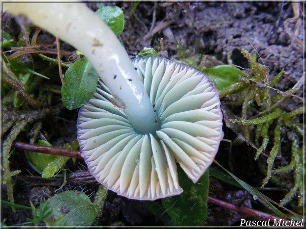 Gliophorus psittacinus, photo 2 sur 2