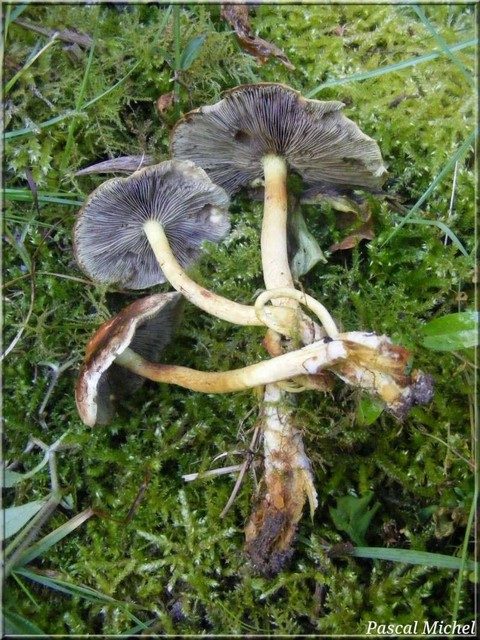 Hypholome couleur de brique (Hypholoma lateritium), photo 3 sur 3