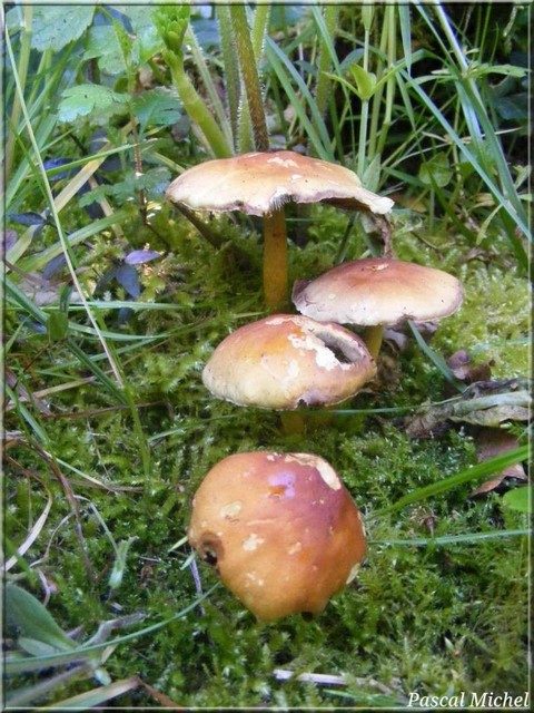 Hypholome couleur de brique (Hypholoma lateritium), photo 2 sur 3