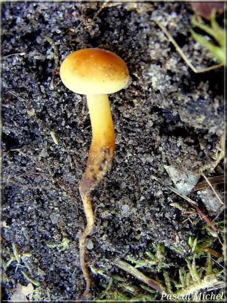 Hypholome radicant (Hypholoma radicosum)
