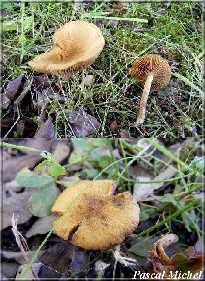 Inocybe doux-amer (Inocybe dulcamara), photo 1 sur 2