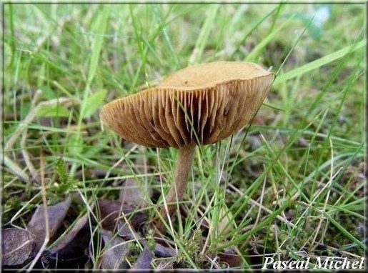 Inocybe doux-amer (Inocybe dulcamara), photo 2 sur 2