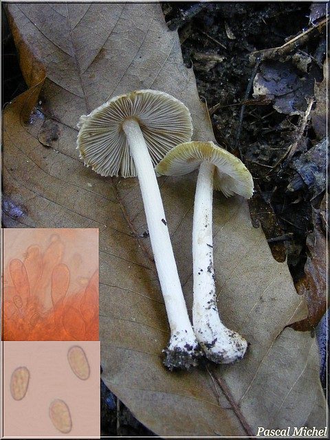 Inocybe fastigié (Inocybe fastigiata), photo 2 sur 2