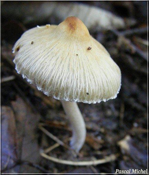 Inocybe fastigié (Inocybe fastigiata), photo 1 sur 2