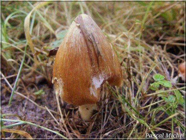 Inocybe maculé (Inocybe maculata), photo 1 sur 5