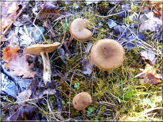 Inocybe malenconii