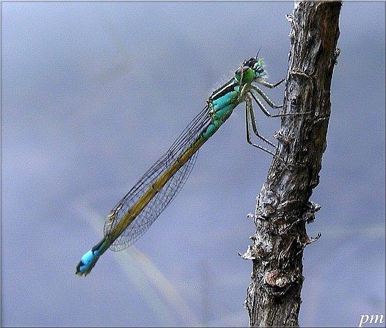 Ischnura elegans, un zygoptère (demoiselle)