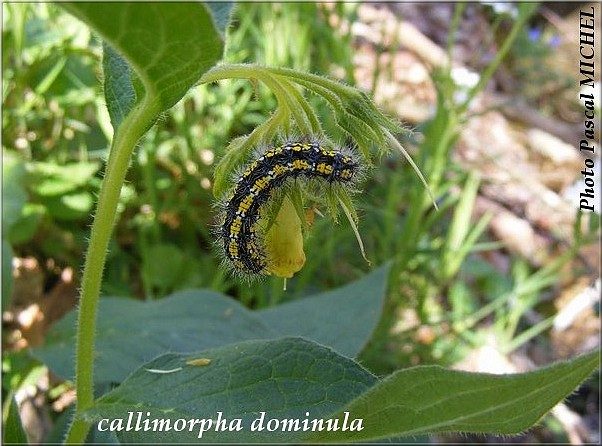 Ecaille marbrée rouge (Callimorpha dominula), photo 5 sur 5