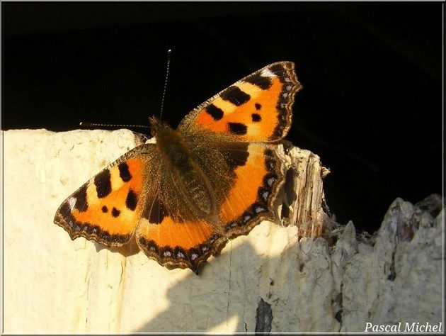 Petite Tortue (Aglais urticae)