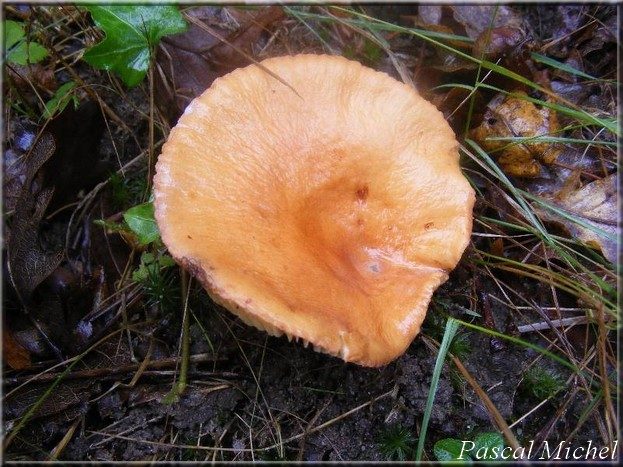 Lactifluus rugatus, photo 3 sur 5
