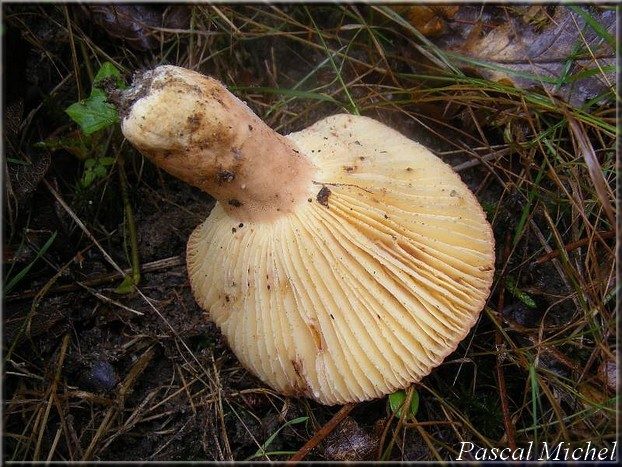 Lactifluus rugatus, photo 4 sur 5
