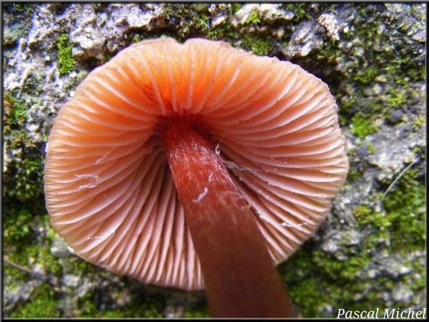 Laccaire couleur de brique (Laccaria lateritia), photo 2 sur 3
