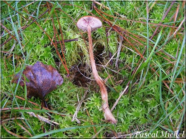 Laccaria proxima, photo 4 sur 4