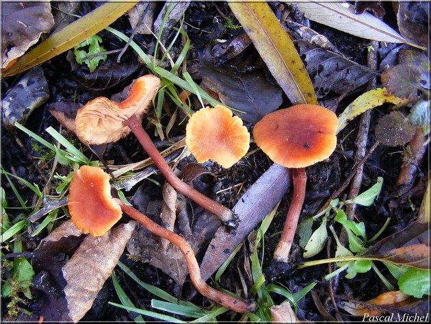Laccaria proxima, photo 1 sur 4