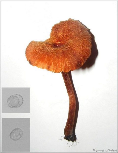 Laccaria proxima, photo 2 sur 4