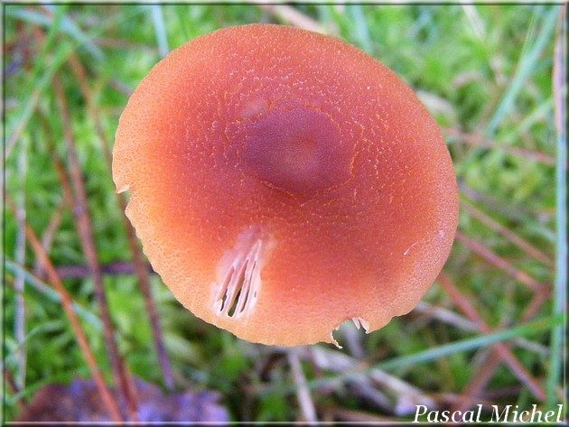 Laccaria proxima, photo 3 sur 4