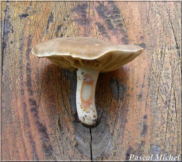 Lactaire à pied blanc (Lactarius azonites), photo 2 sur 2