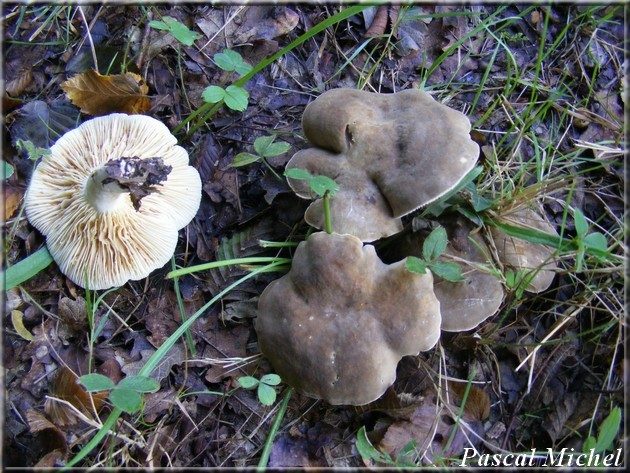 Lactaire à pied blanc (Lactarius azonites), photo 1 sur 2