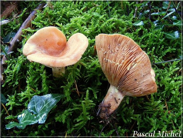 Lactaire à lait jaunissant (Lactarius chrysorrheus), photo 3 sur 3