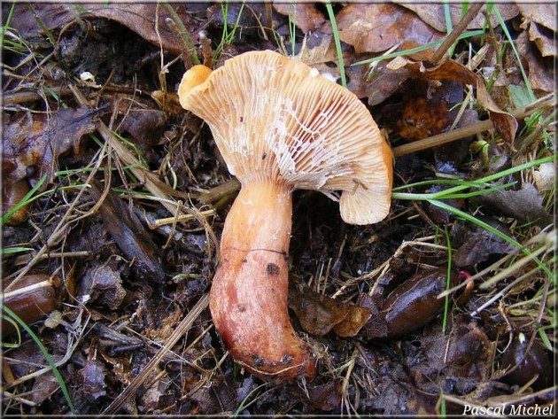 Lactaire fauve (Lactarius fulvissimus), photo 2 sur 3