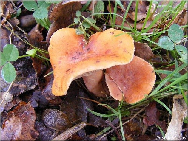 Lactaire fauve (Lactarius fulvissimus), photo 1 sur 3
