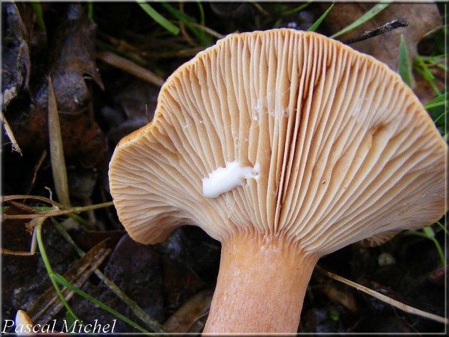 Lactaire fauve (Lactarius fulvissimus), photo 3 sur 3