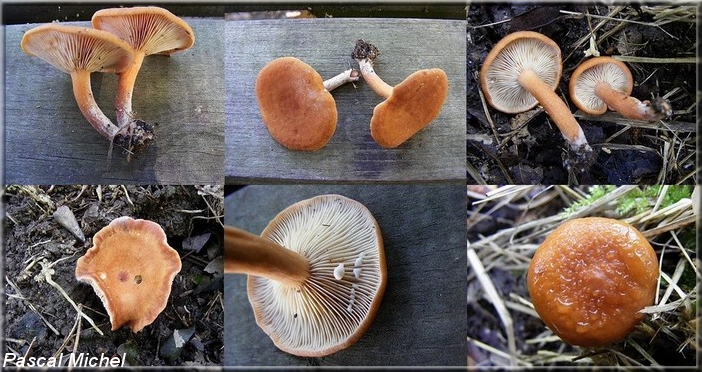 Lactaire des bourbiers (Lactarius lacunarum)
