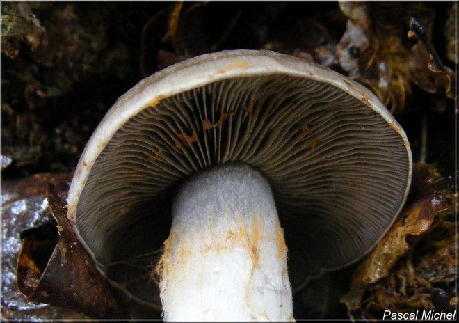Cortinaire à marge brisée (Cortinarius infractus), photo 2 sur 5