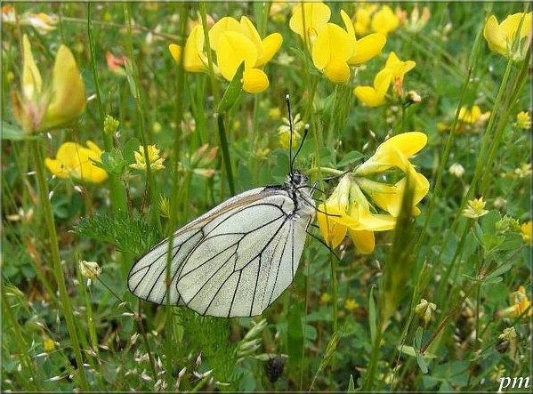 Gazé (Aporia crataegi), photo 2 sur 2