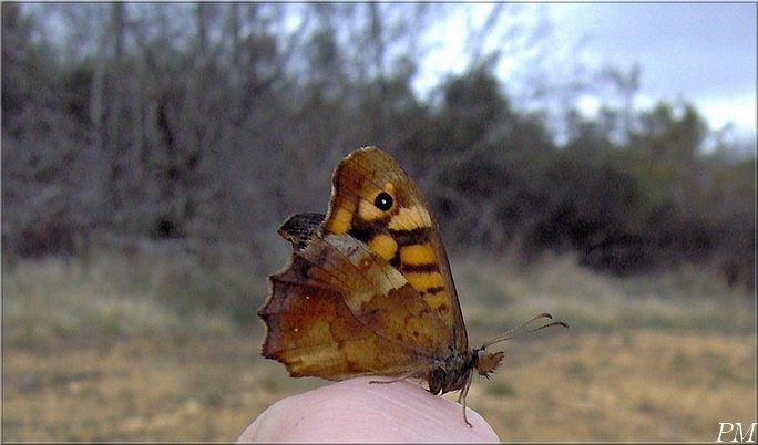 Tircis (Pararge aegeria), photo 2 sur 2