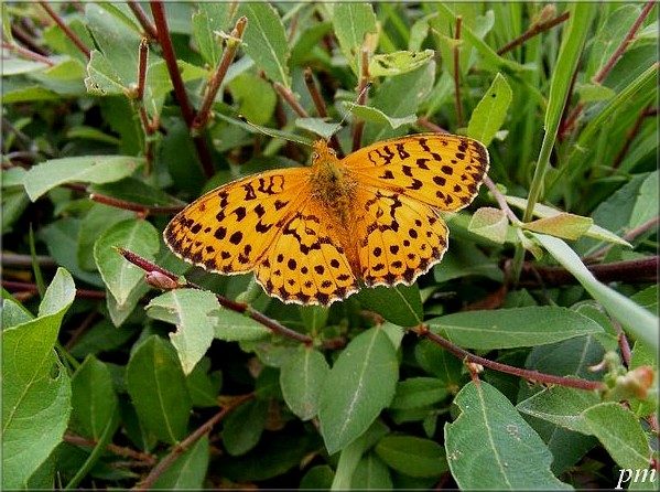Le Nacré de la ronce (Brenthis daphne), photo 1 sur 4