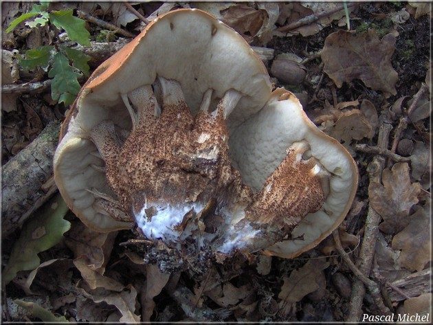 Leccinum aurantiacum : anomalie de croissance du chapeau, vu par-dessous