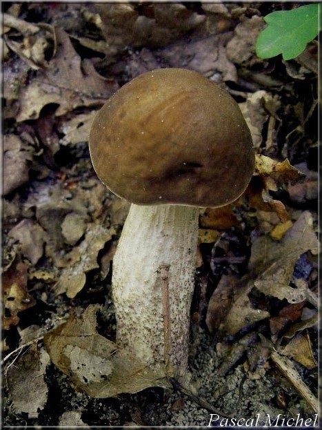 Bolet rude des charmes (Leccinum pseudoscabrum), photo 1 sur 2