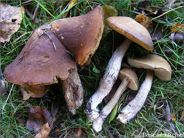 Bolet rude des charmes (Leccinum pseudoscabrum), photo 2 sur 2