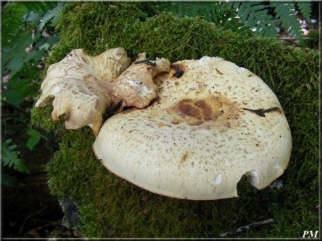 Lentin écailleux (Neolentinus lepideus), photo 2 sur 3