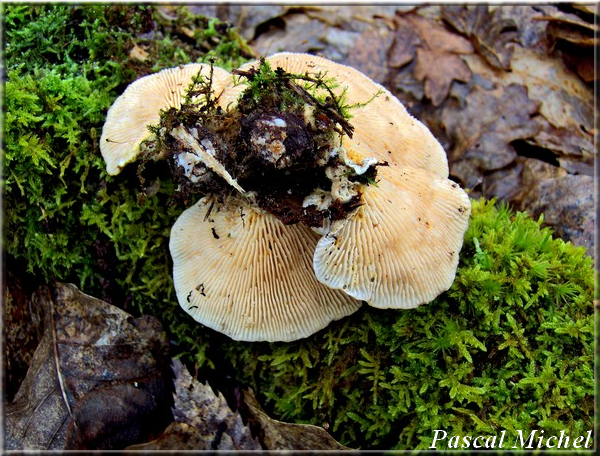 Lenzite du bouleau (Lenzites betulina), photo 2 sur 2