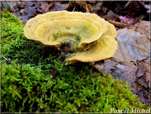 Lenzite du bouleau (Lenzites betulina), photo 1 sur 2