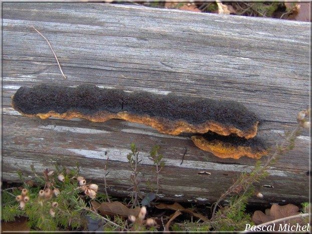 Polypore des clôtures (Gloeophyllum sepiarium)