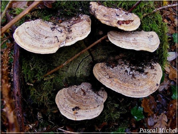 Lenzite du chêne (Daedalea quercina), photo 1 sur 2