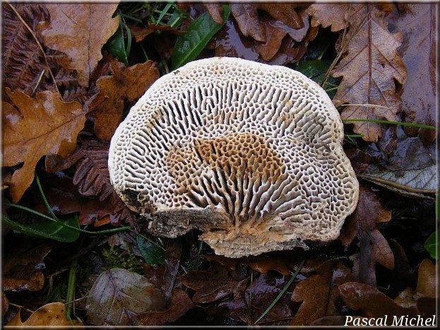 Lenzite du chêne (Daedalea quercina), photo 2 sur 2