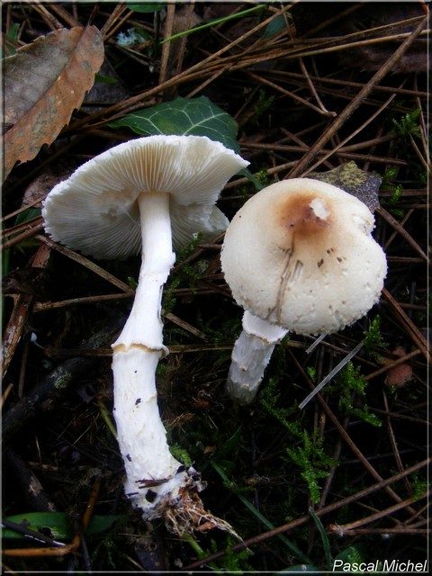Lepiota ignivolvata