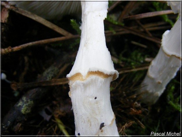 Lépiote à base rouge (Lepiota ignivolvata), photo 2 sur 4