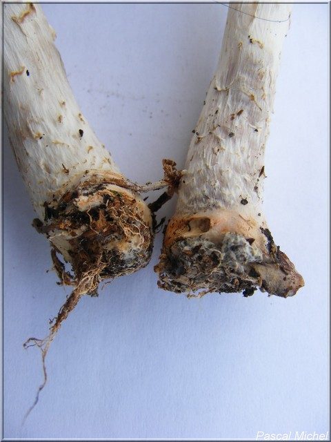 Lépiote à base rouge (Lepiota ignivolvata), photo 3 sur 4