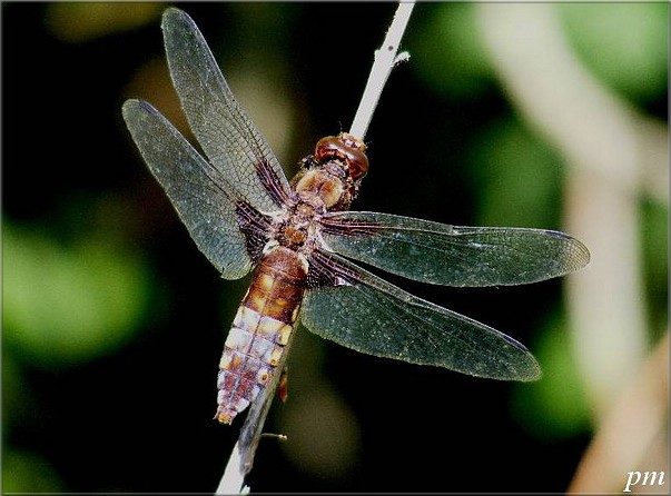 Libellule déprimée (Libellula depressa), photo 1 sur 2