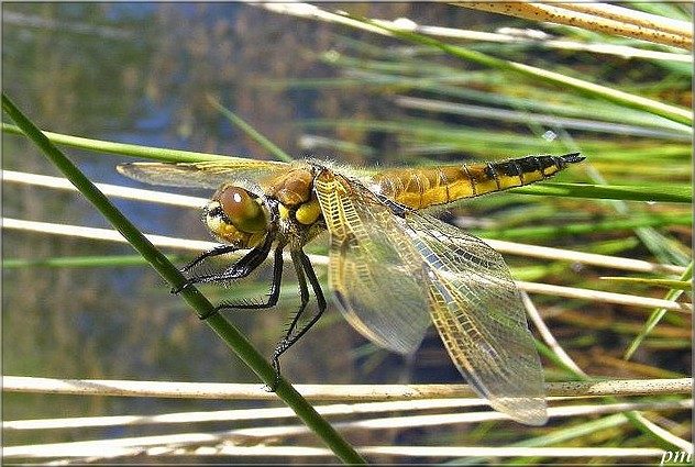 Libellule à quatre taches (Libellula quadrimaculata), photo 1 sur 5