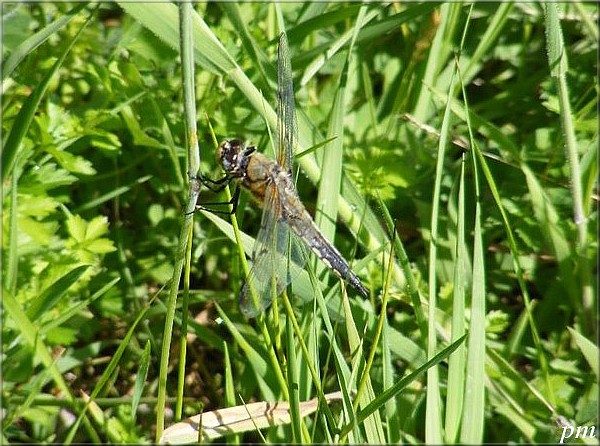 Libellule à quatre taches (Libellula quadrimaculata), photo 3 sur 5